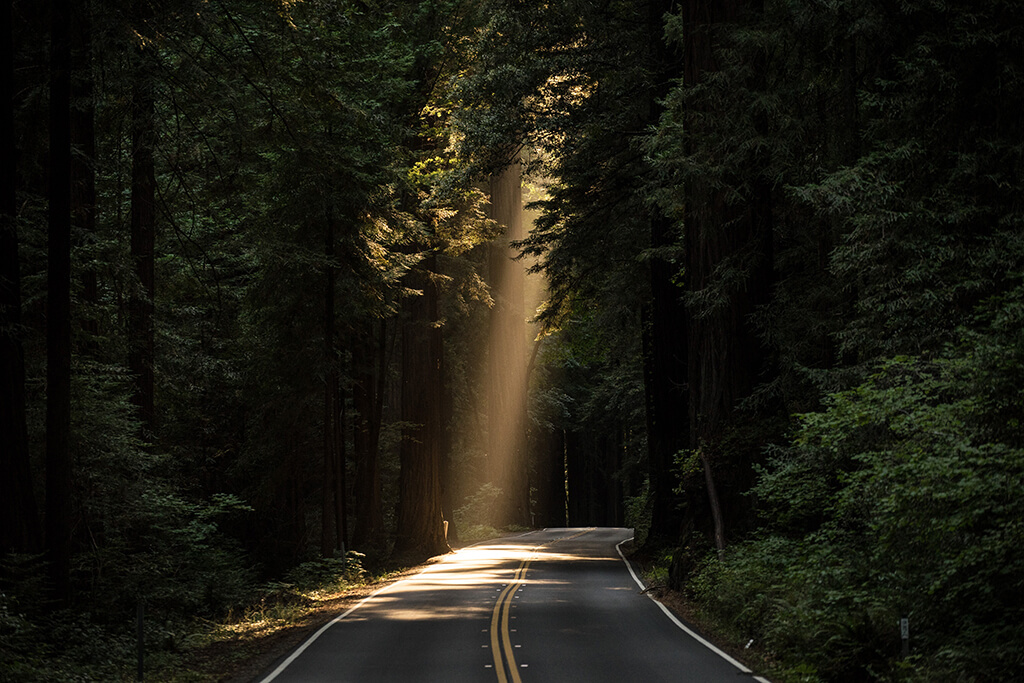 공황장애 극복-어두운 숲에 한줄기의 빛을 표현한 사진